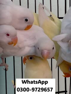 Love Bird Albino Red, Cremino, Split, Green Fisher, Parblue Pastel ino