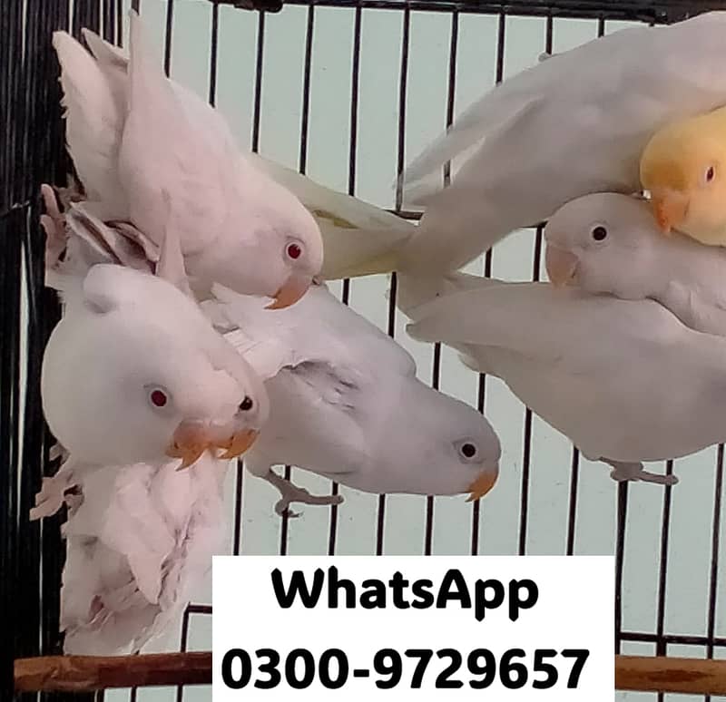 Love Bird Albino Red, Cremino, Split, Green Fisher, Parblue Pastel ino 1