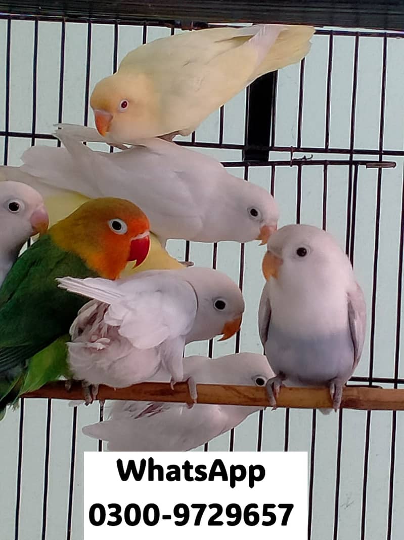 Love Bird Albino Red, Cremino, Split, Green Fisher, Parblue Pastel ino 2