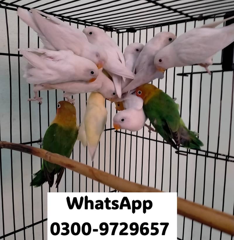 Love Bird Albino Red, Cremino, Split, Green Fisher, Parblue Pastel ino 3