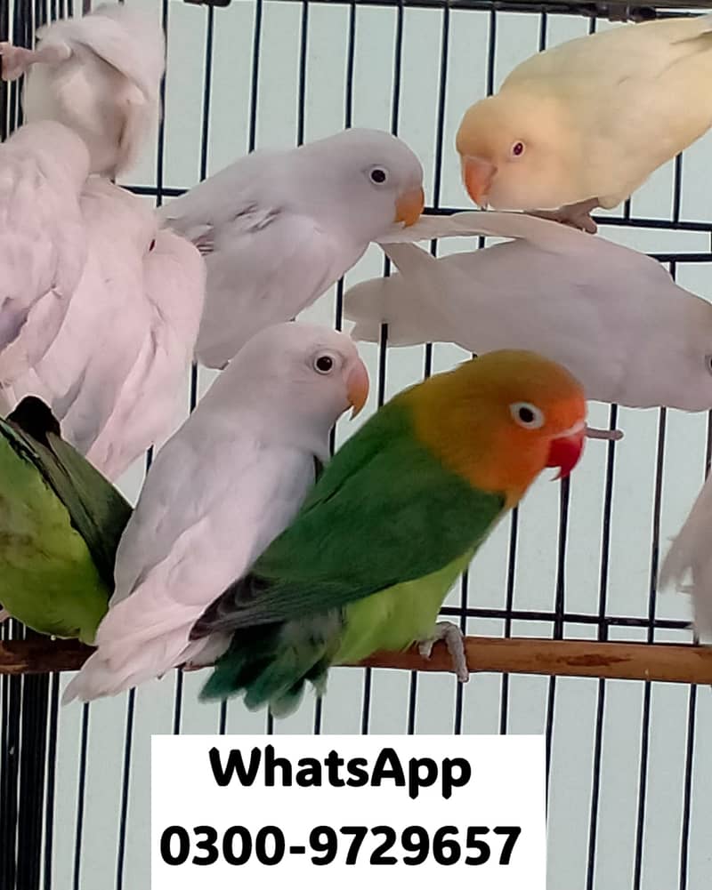 Love Bird Albino Red, Cremino, Split, Green Fisher, Parblue Pastel ino 4