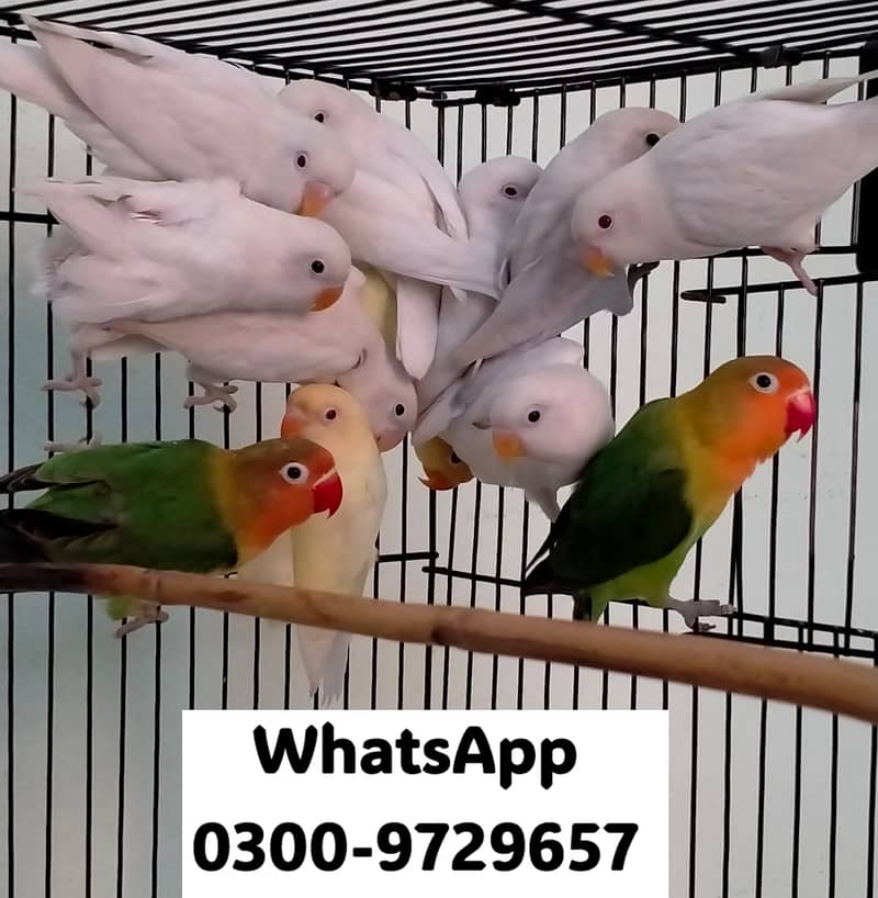 Love Bird Albino Red, Cremino, Split, Green Fisher, Parblue Pastel ino 6