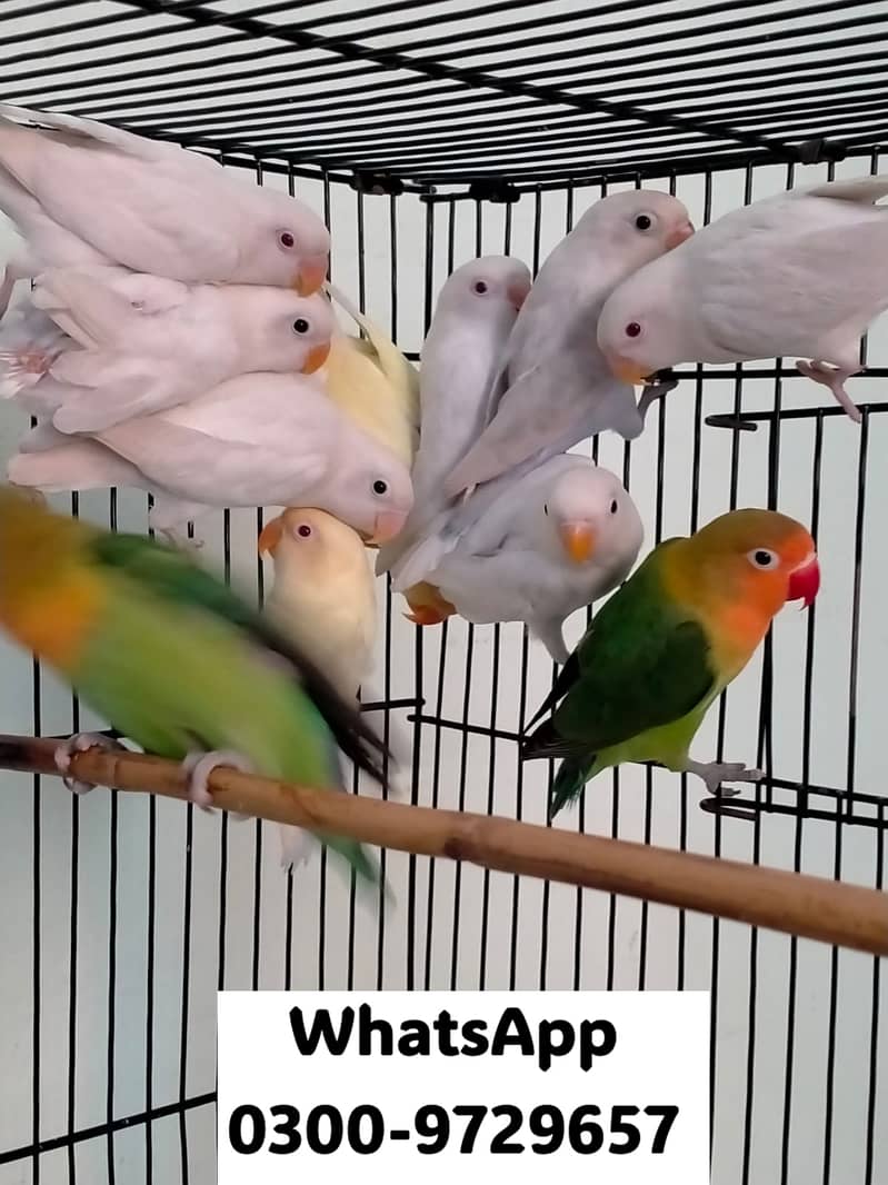 Love Bird Albino Red, Cremino, Split, Green Fisher, Parblue Pastel ino 7