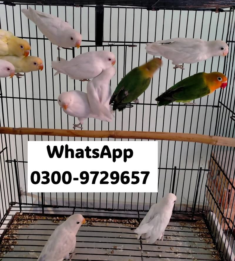 Love Bird Albino Red, Cremino, Split, Green Fisher, Parblue Pastel ino 8