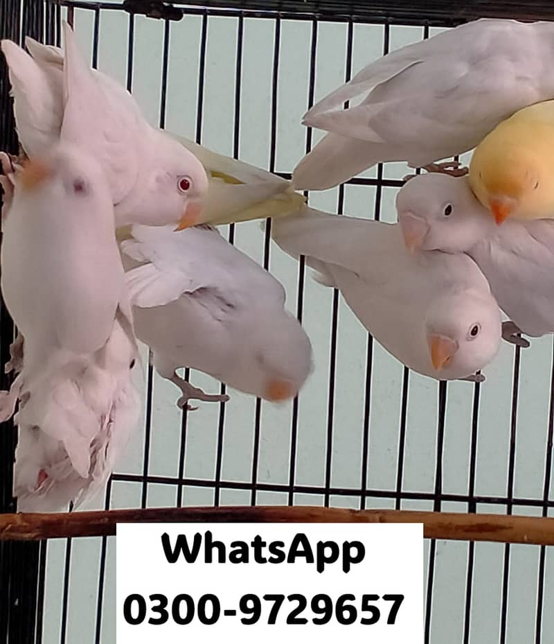 Love Bird Albino Red, Cremino, Split, Green Fisher, Parblue Pastel ino 9