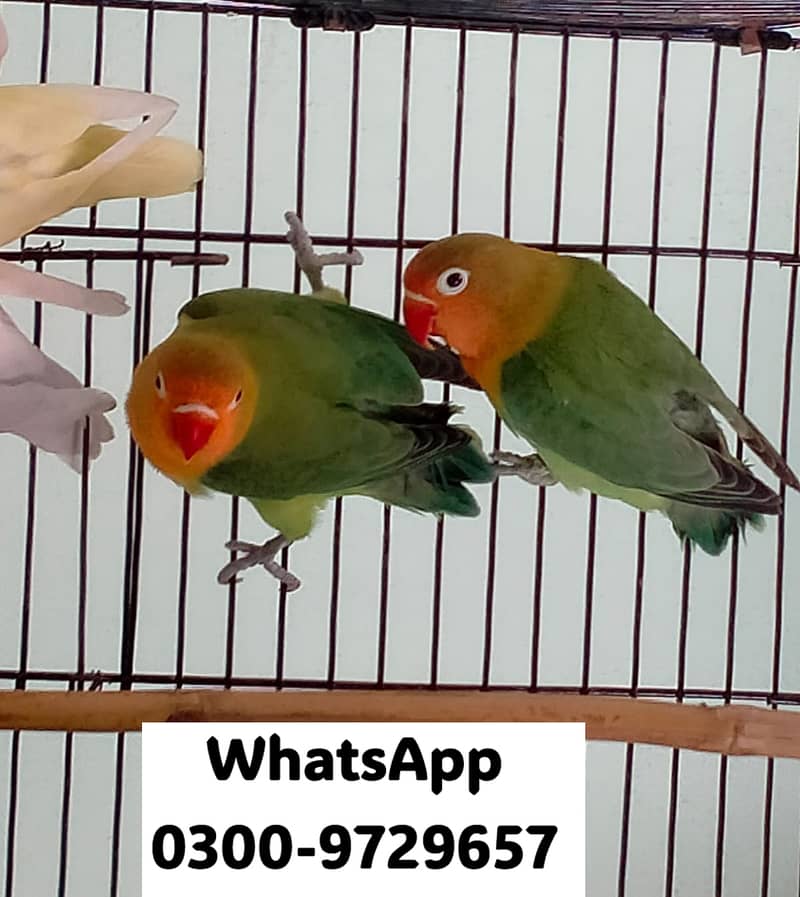 Love Bird Albino Red, Cremino, Split, Green Fisher, Parblue Pastel ino 10