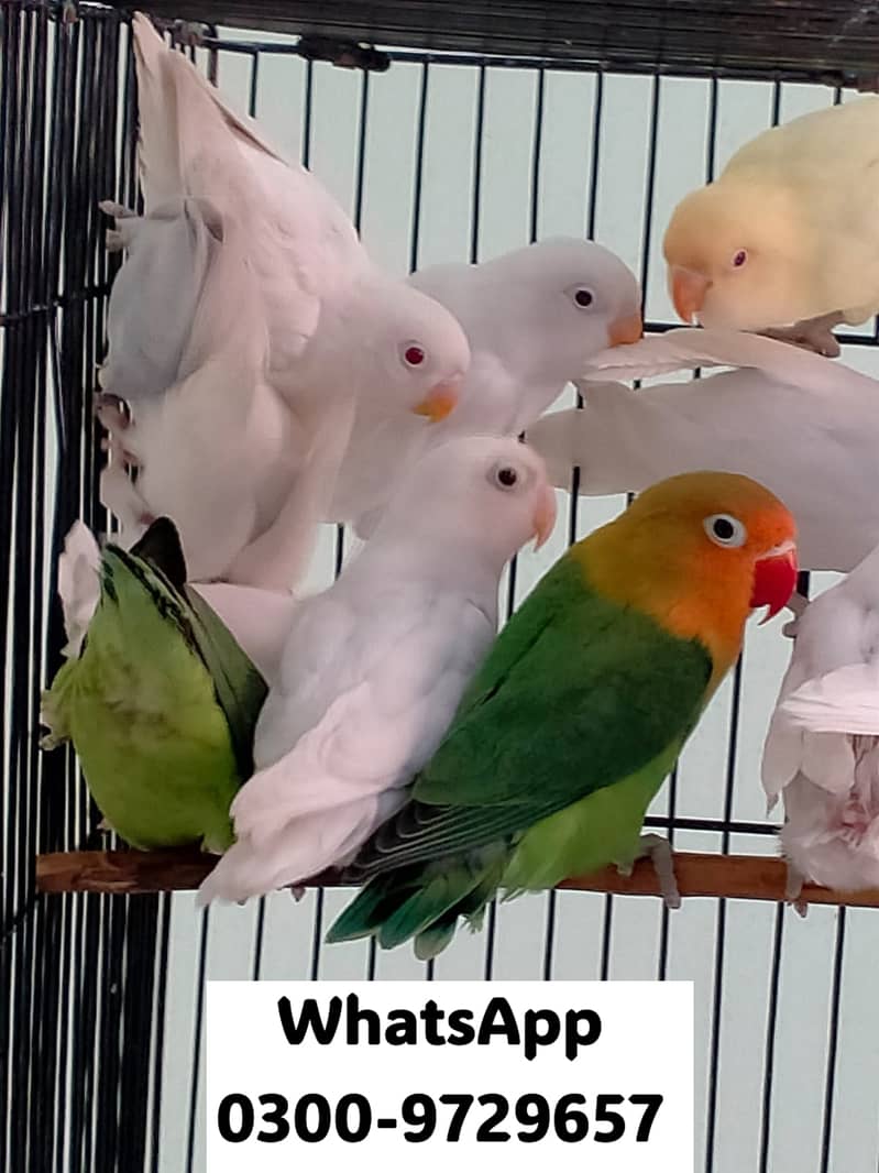 Love Bird Albino Red, Cremino, Split, Green Fisher, Parblue Pastel ino 11