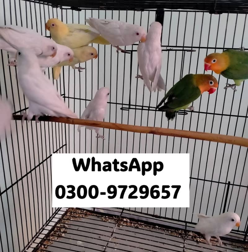 Love Bird Albino Red, Cremino, Split, Green Fisher, Parblue Pastel ino 12