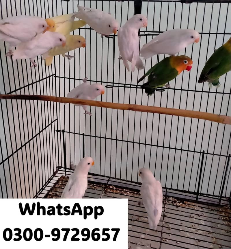 Love Bird Albino Red, Cremino, Split, Green Fisher, Parblue Pastel ino 13