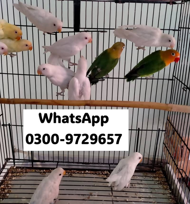 Love Bird Albino Red, Cremino, Split, Green Fisher, Parblue Pastel ino 14