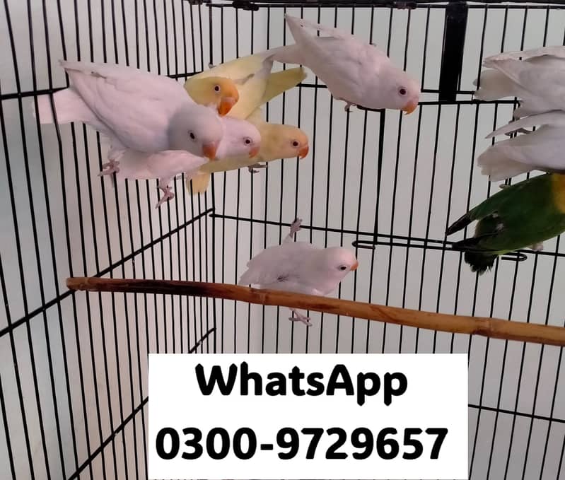 Love Bird Albino Red, Cremino, Split, Green Fisher, Parblue Pastel ino 15