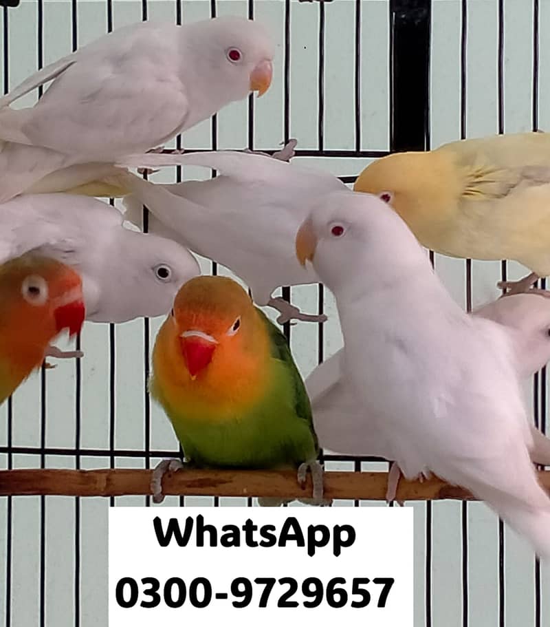 Love Bird Albino Red, Cremino, Split, Green Fisher, Parblue Pastel ino 16