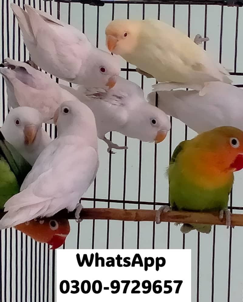 Love Bird Albino Red, Cremino, Split, Green Fisher, Parblue Pastel ino 17