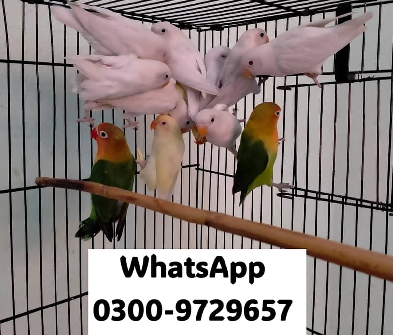 Love Bird Albino Red, Cremino, Split, Green Fisher, Parblue Pastel ino 18