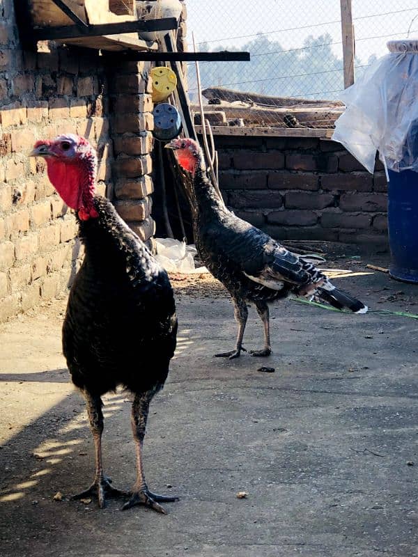 turkey birds 0