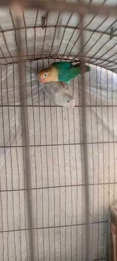 parblue split ino blue pastel split ino breeder pair