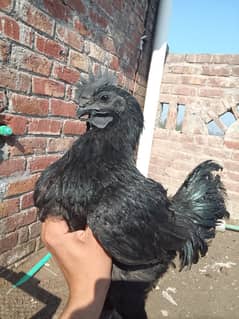 Ayam cemani gery tough 6 month age healthy active pair