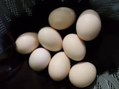 White pair eggs