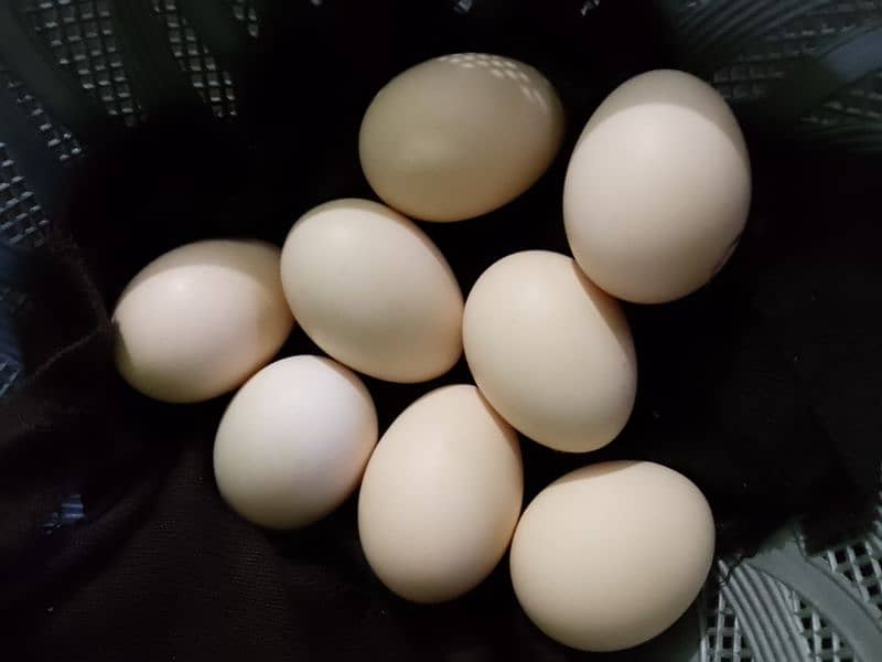 White pair eggs 0