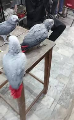 gray parrot tame pieces