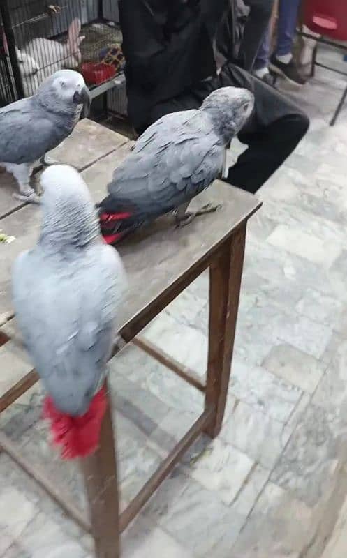 gray parrot tame pieces 0