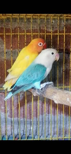 lovr bird pair avelibal watsapp 0312.7731887