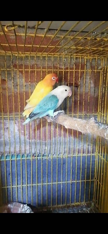 lovr bird pair avelibal watsapp 0312.7731887 2