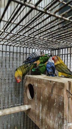 Lovebird mix pathy