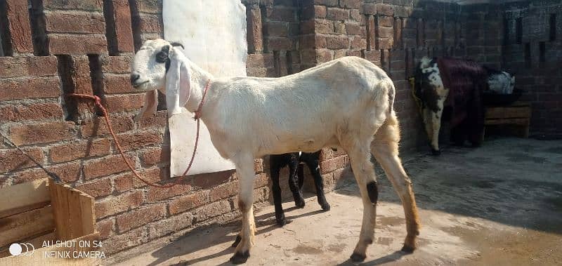 Cross breed Bakri sath kala daba bakra alag se ak makhi cheni path 1