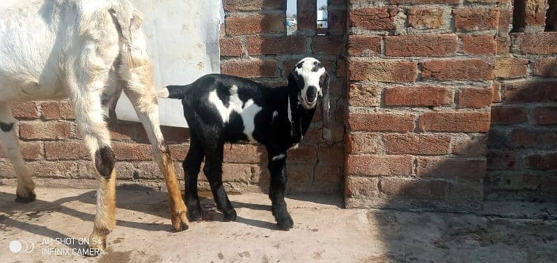 Cross breed Bakri sath kala daba bakra alag se ak makhi cheni path 2