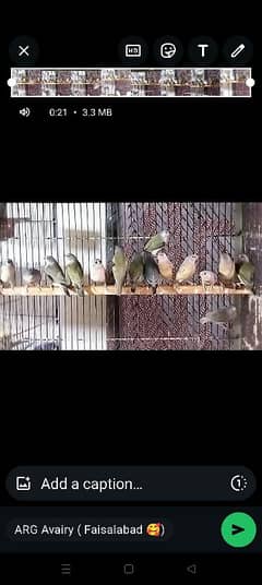 Goldion | Diamond | Finches | Birds | blue Goldion