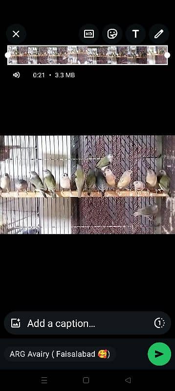 Goldion | Diamond | Finches | Birds | blue Goldion 0