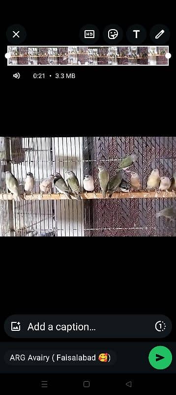 Goldion | Diamond | Finches | Birds | blue Goldion 1