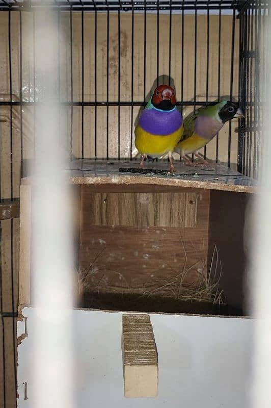 Possible & Confirm Split-Blue Common Gouldian  Pairs 1