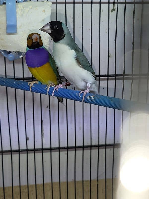 Possible & Confirm Split-Blue Common Gouldian  Pairs 2