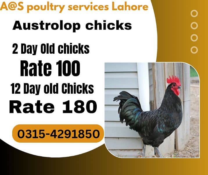 Austrolop Chicks 0