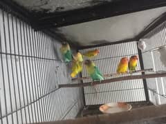 Lovebirds 9 Piece Cremino Albino Parblue Green Opline