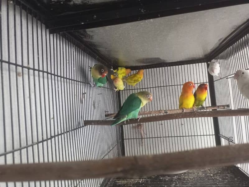 Lovebirds 9 Piece Cremino Albino Parblue Green Opline 1