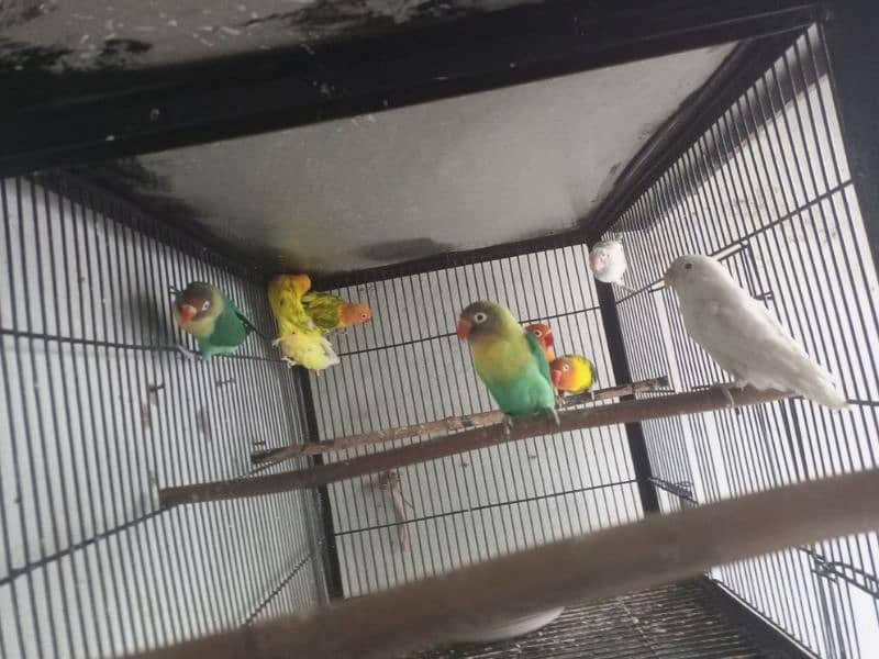 Lovebirds 9 Piece Cremino Albino Parblue Green Opline 2