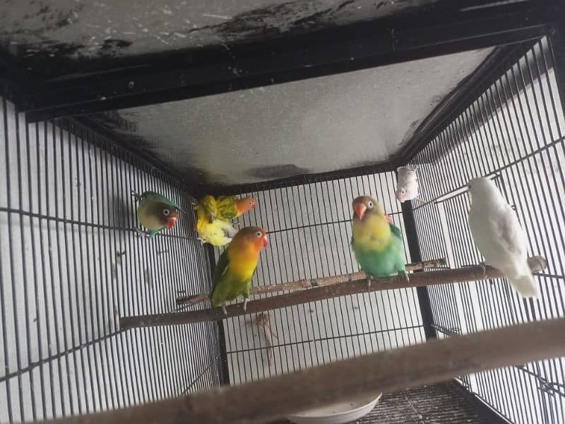 Lovebirds 9 Piece Cremino Albino Parblue Green Opline 3