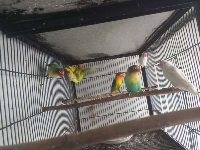 Lovebirds 9 Piece Cremino Albino Parblue Green Opline 4