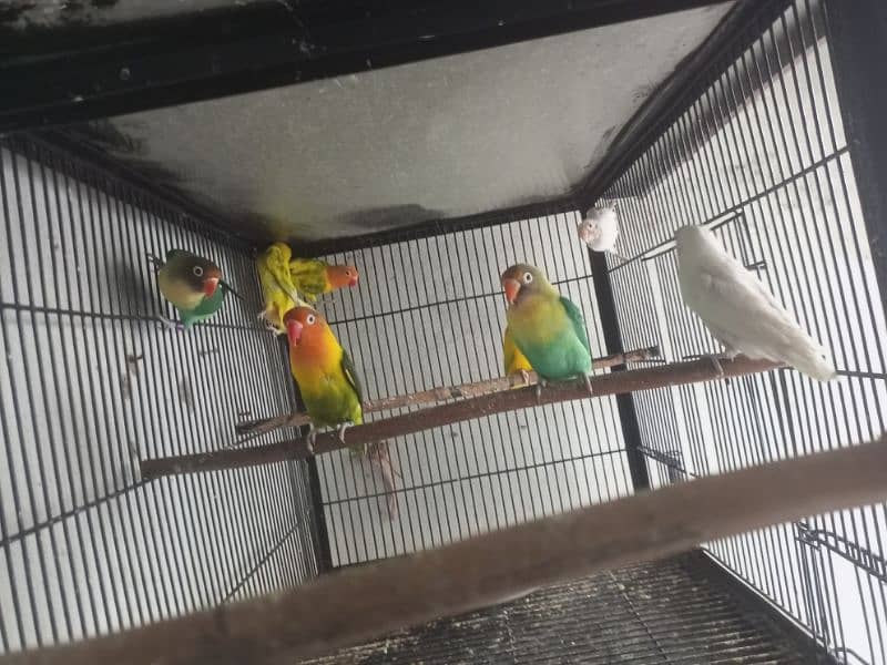 Lovebirds 9 Piece Cremino Albino Parblue Green Opline 5