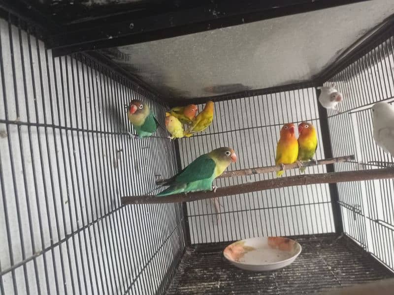 Lovebirds 9 Piece Cremino Albino Parblue Green Opline 6