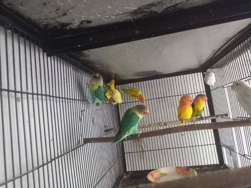 Lovebirds 9 Piece Cremino Albino Parblue Green Opline 7