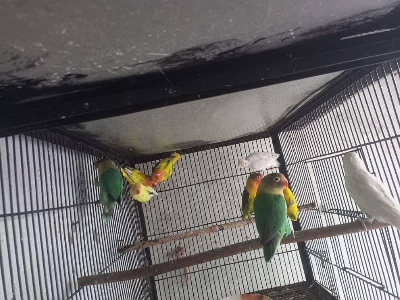 Lovebirds 9 Piece Cremino Albino Parblue Green Opline 8