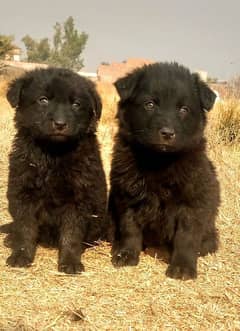 balck shepherd long Cout pair 2 mahnt for sale active