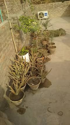 All plant sale