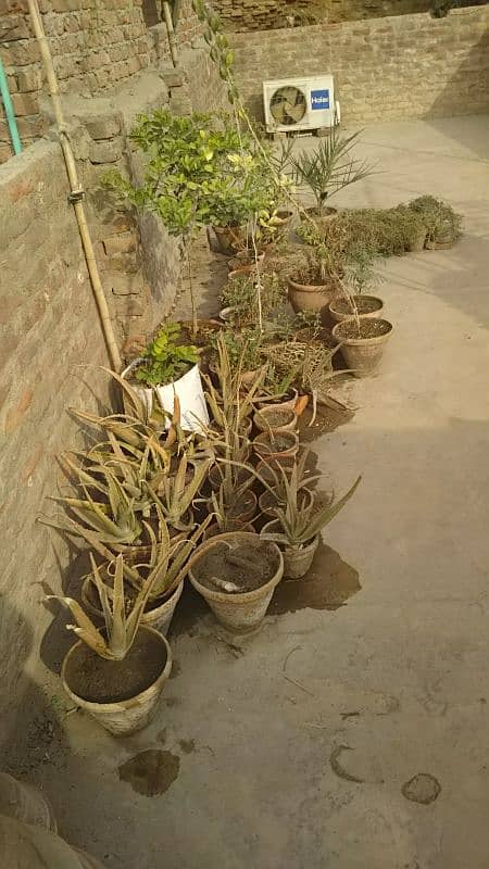 All plant sale 0