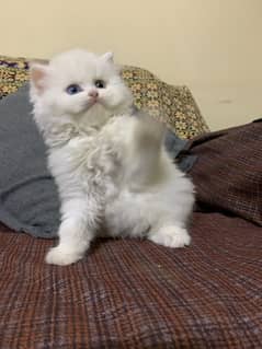 Persian Kittens