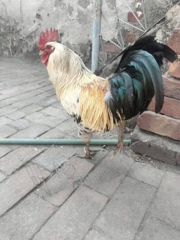 Egg laying Hens with Roster for sale 0